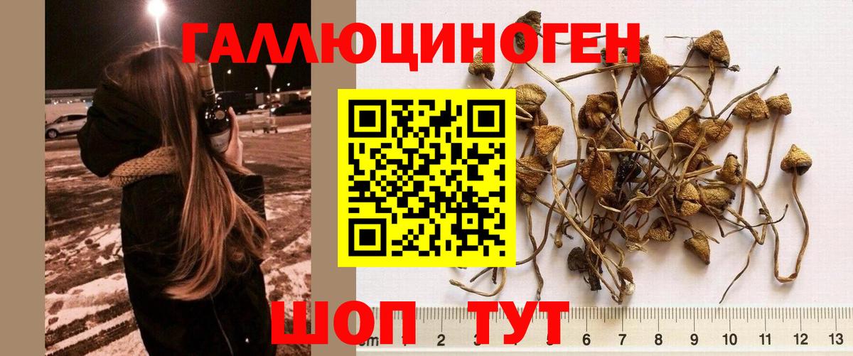 Нальчик  Галлюциногенные грибы Psilocybine cubensis  Вход с VPN 